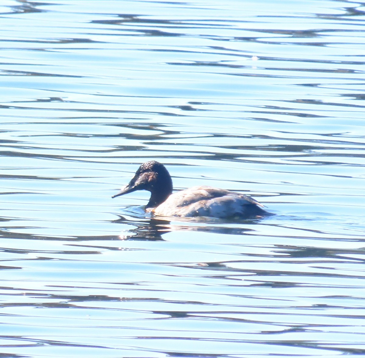 Canvasback - ML643449439