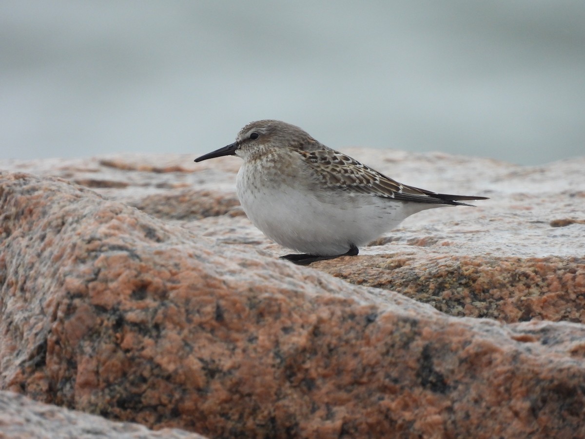 White-rumped Sandpiper - ML643449442