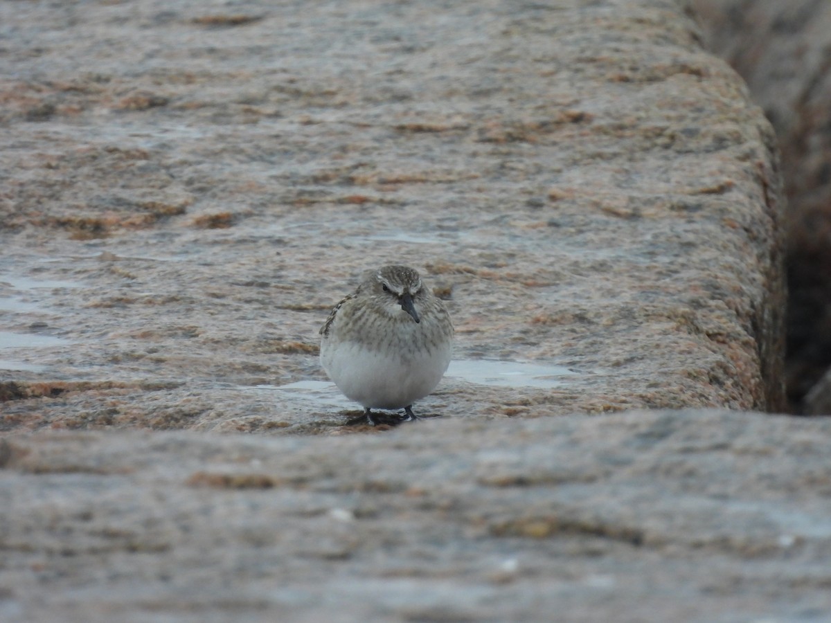 White-rumped Sandpiper - ML643449443