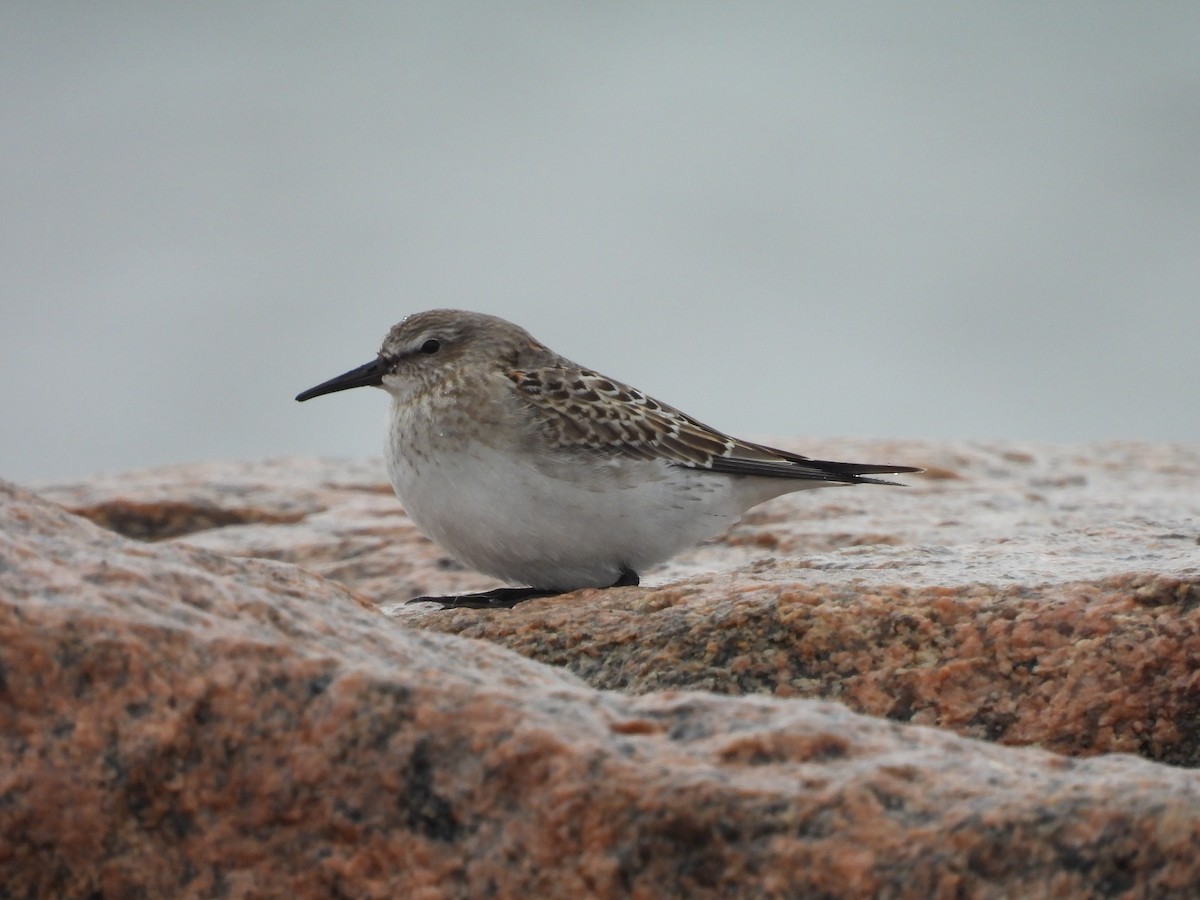 White-rumped Sandpiper - ML643449444