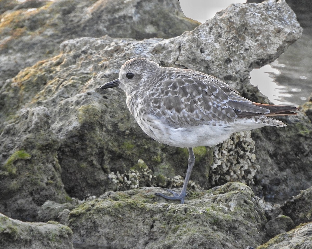 Black-bellied Plover - ML643449453