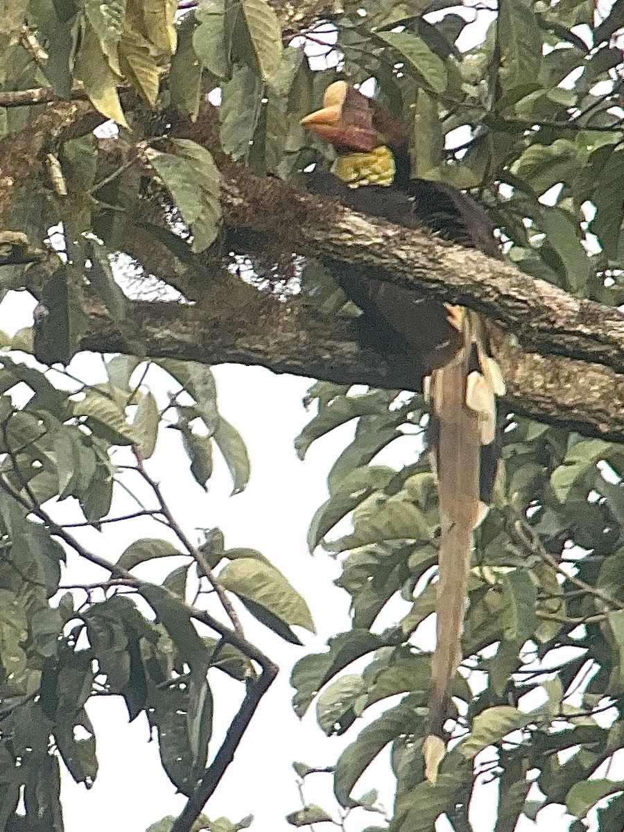 Helmeted Hornbill - ML643449458