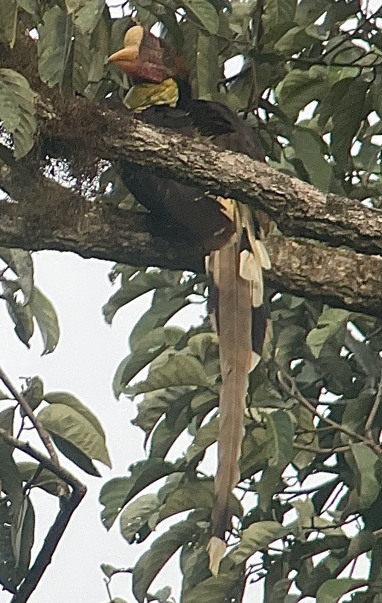 Helmeted Hornbill - ML643449459