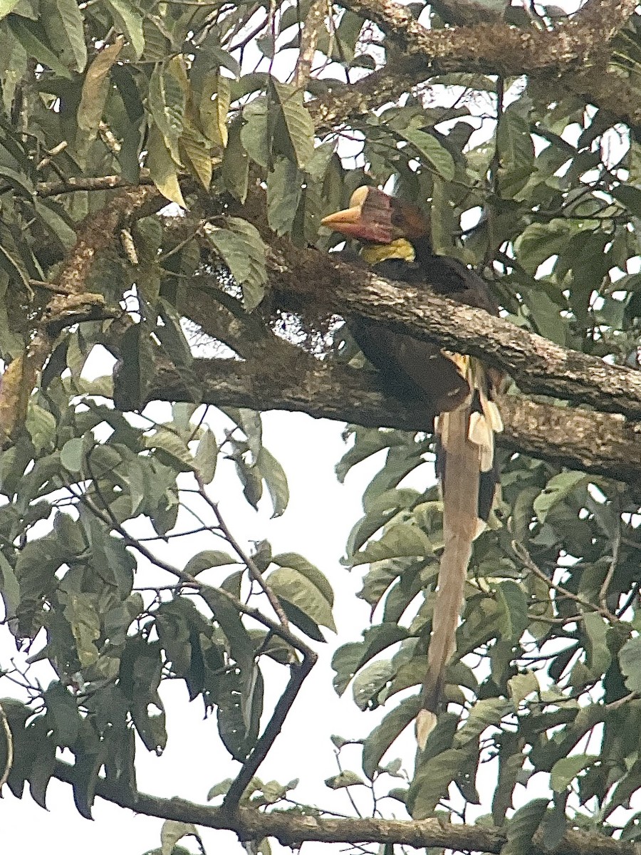 Helmeted Hornbill - ML643449460