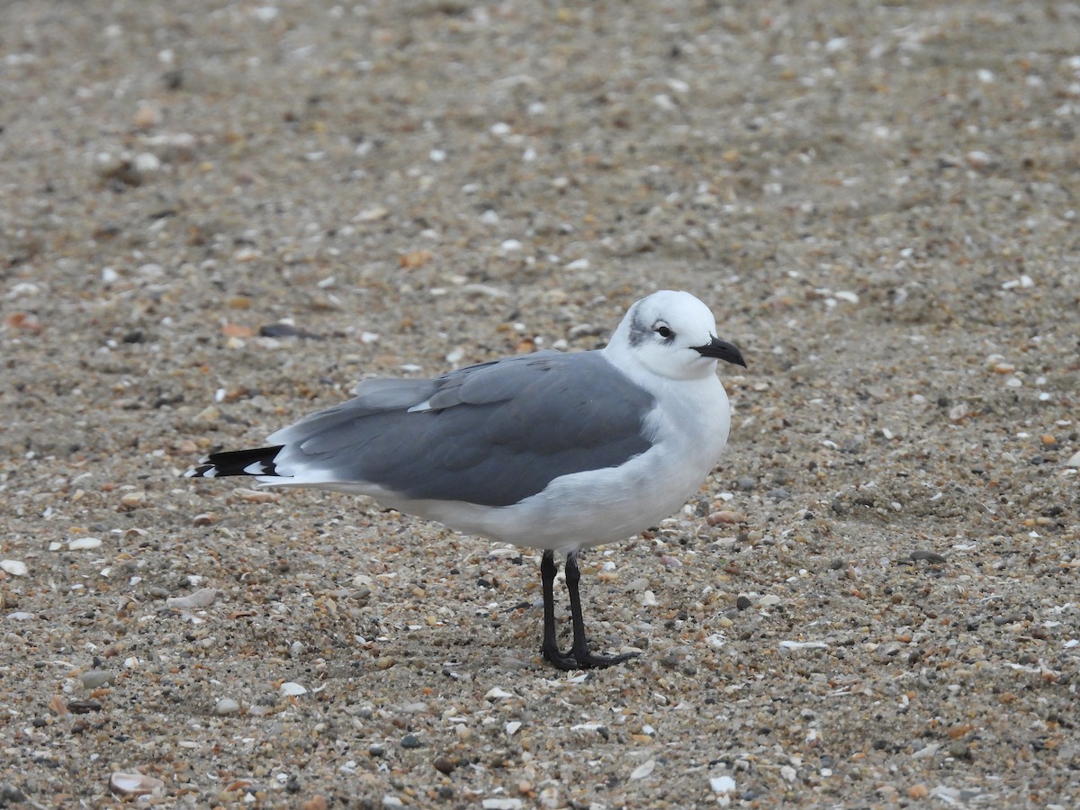 Laughing Gull - ML643449473