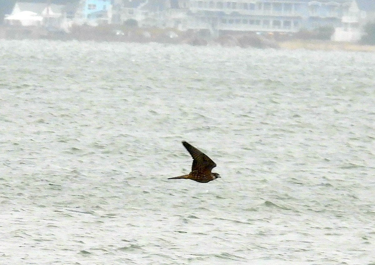 Peregrine Falcon - ML643449484