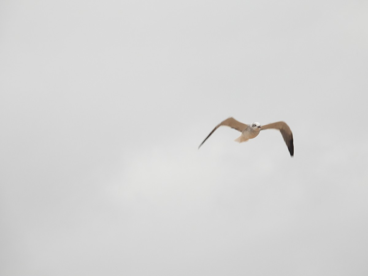 Laughing Gull - ML643449518