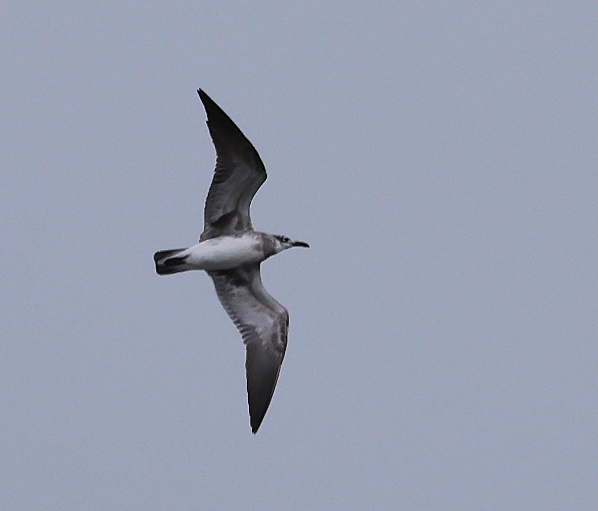 Laughing Gull - ML643449537