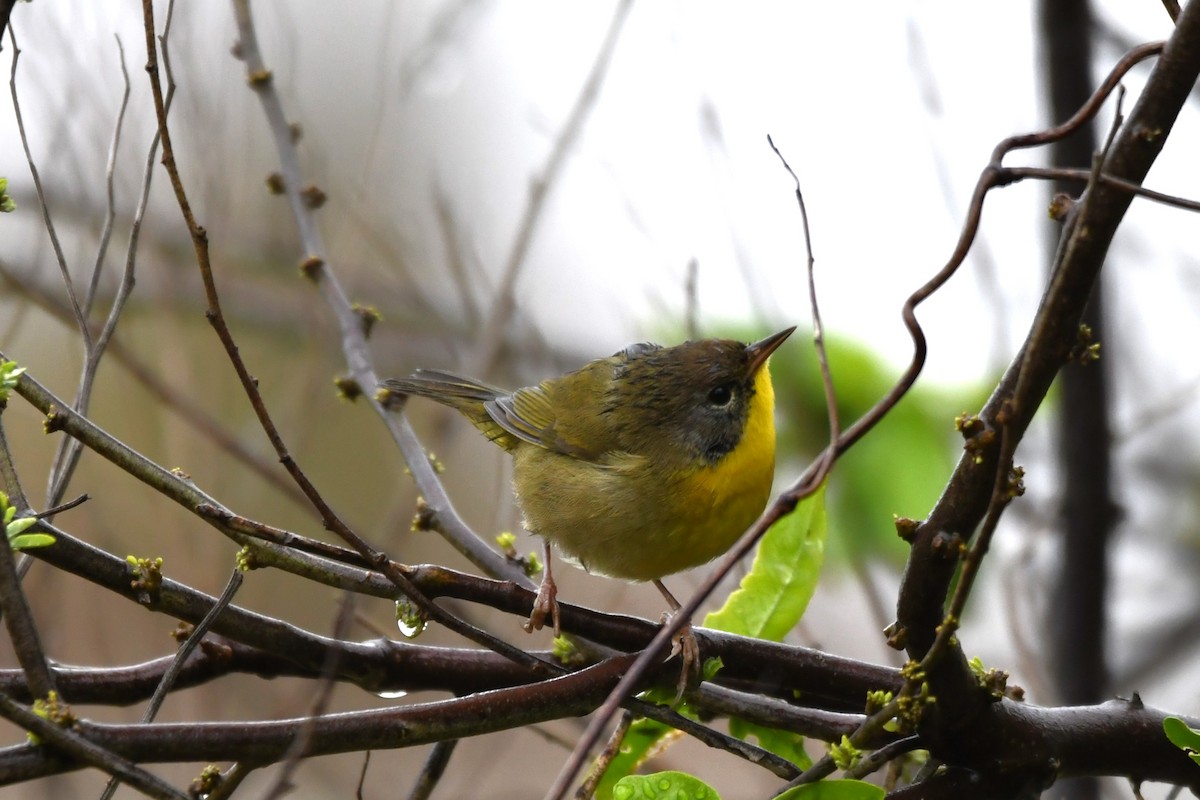 Common Yellowthroat - ML643449545