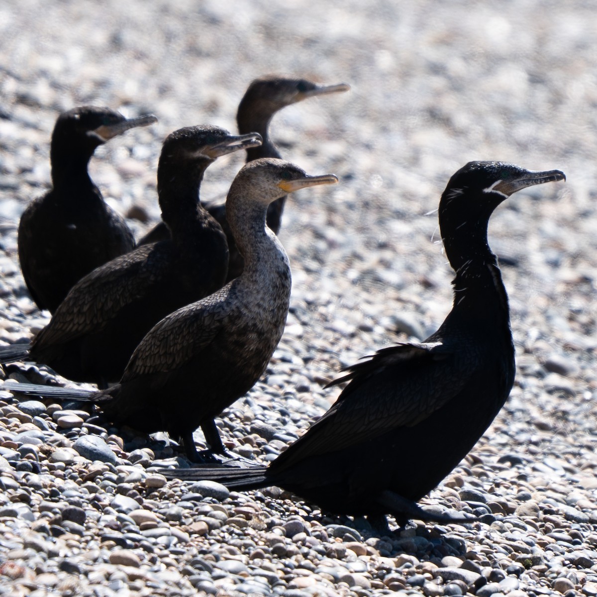 Neotropic Cormorant - ML643449549