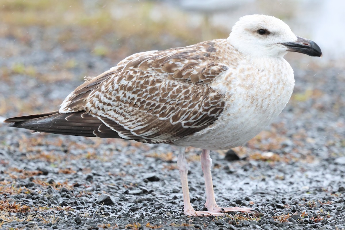 Great Black-backed Gull - ML643449555