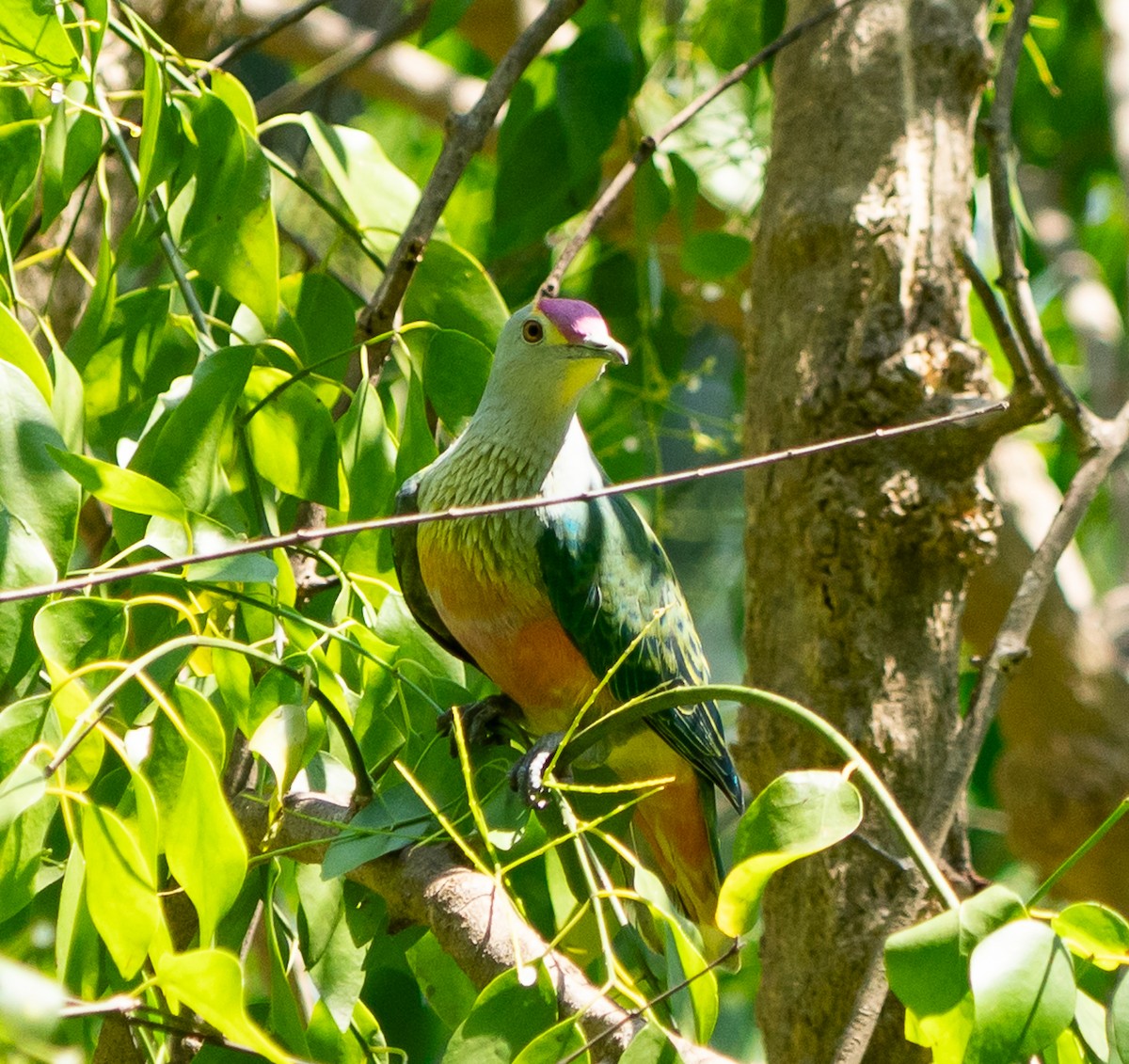 Rose-crowned Fruit-Dove - ML643449560