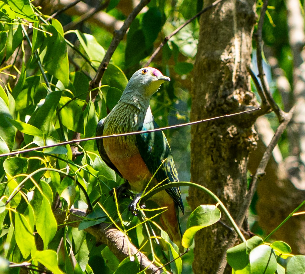 Rose-crowned Fruit-Dove - ML643449561