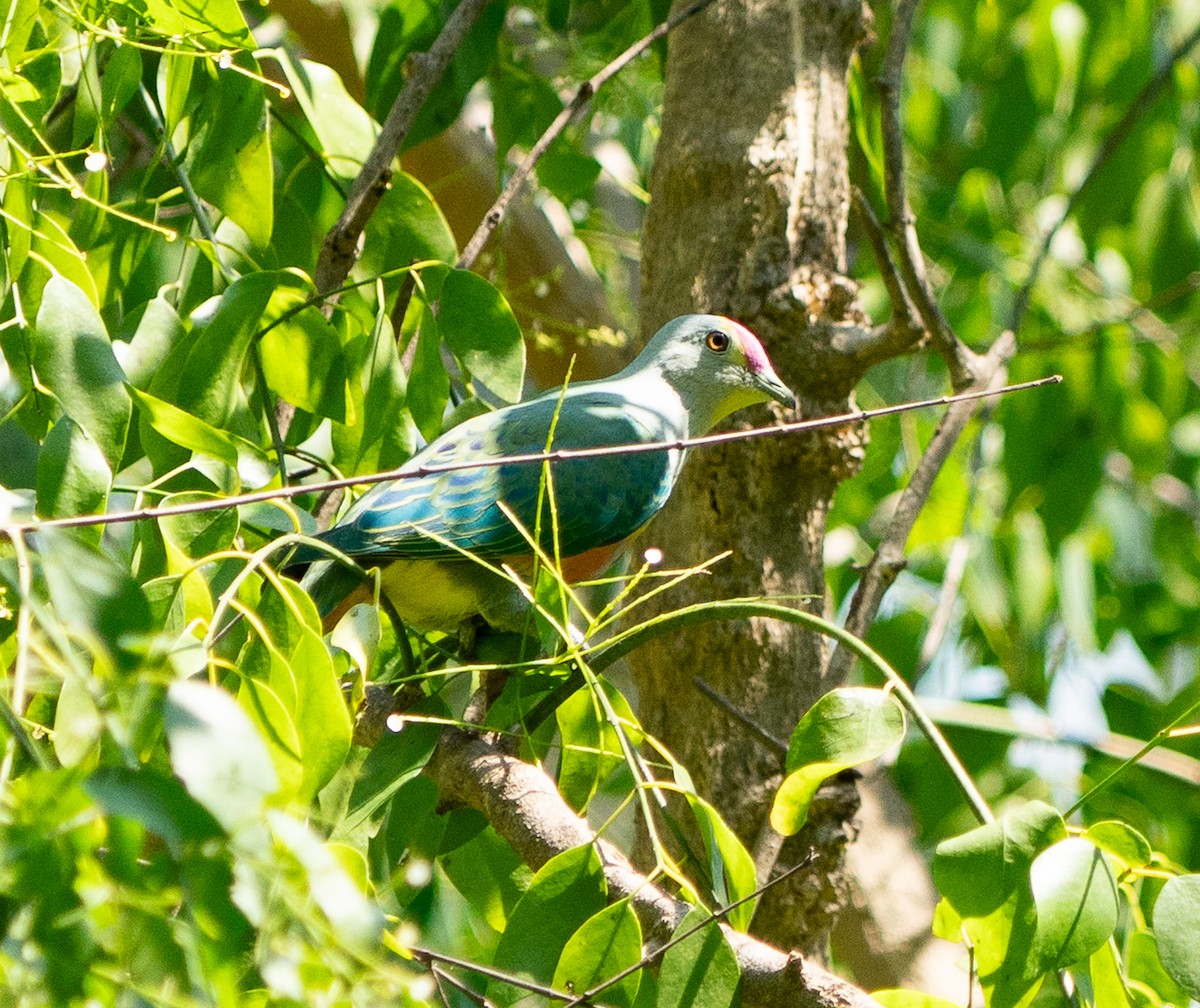 Rose-crowned Fruit-Dove - ML643449562