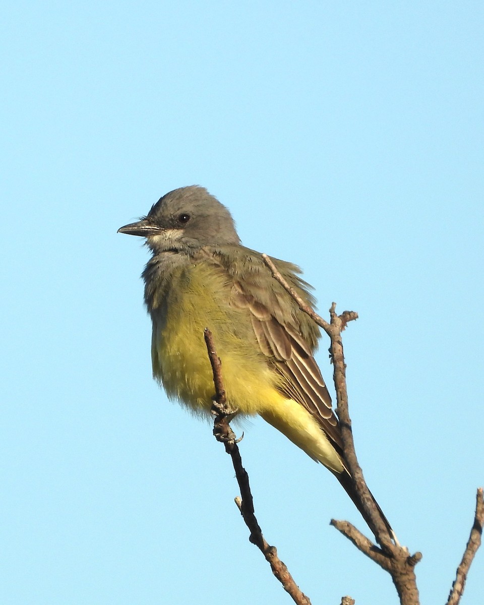 Cassin's Kingbird - ML643449583