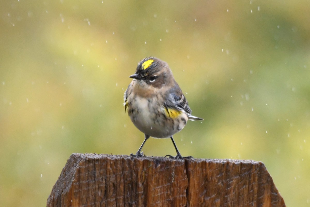 Yellow-rumped Warbler - ML643449591
