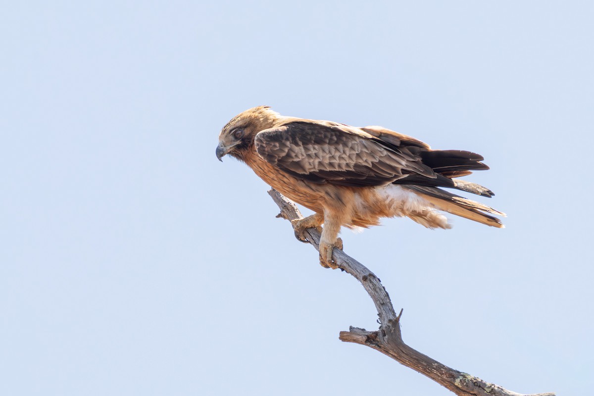 Little Eagle - ML643449597