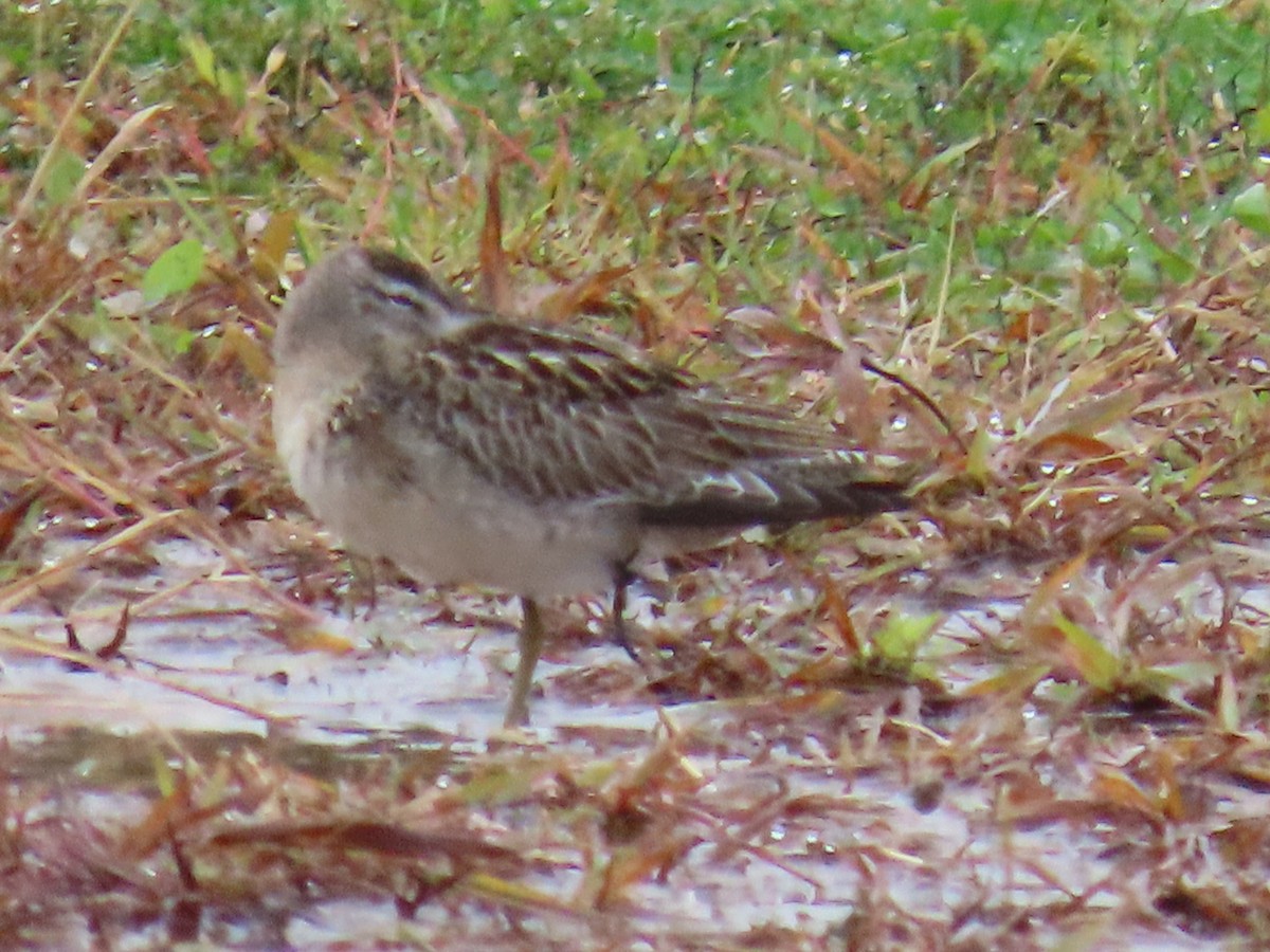 slukovec dlouhozobý - ML643449598