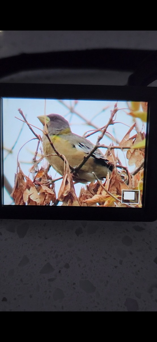 Evening Grosbeak - ML643449600