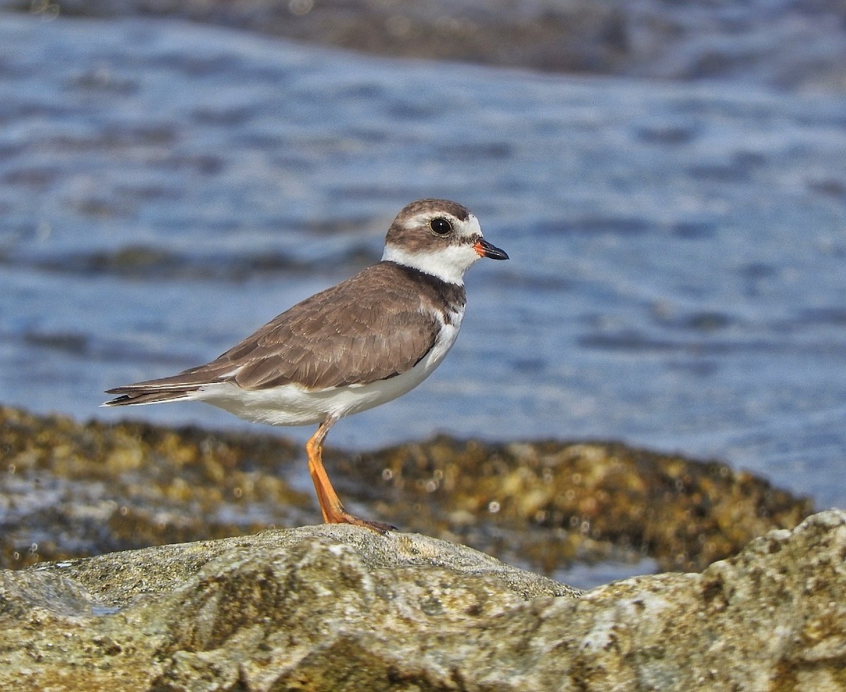 Semipalmated Plover - ML643449610