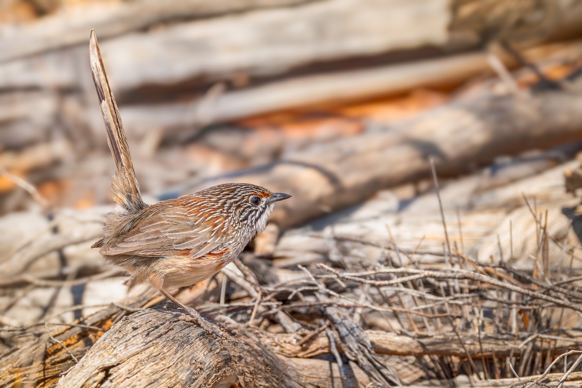 Striated Grasswren - ML643449615