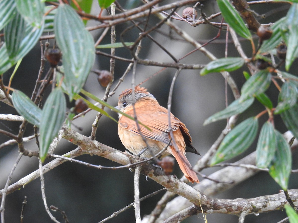 Chestnut-crowned Becard - ML643449616