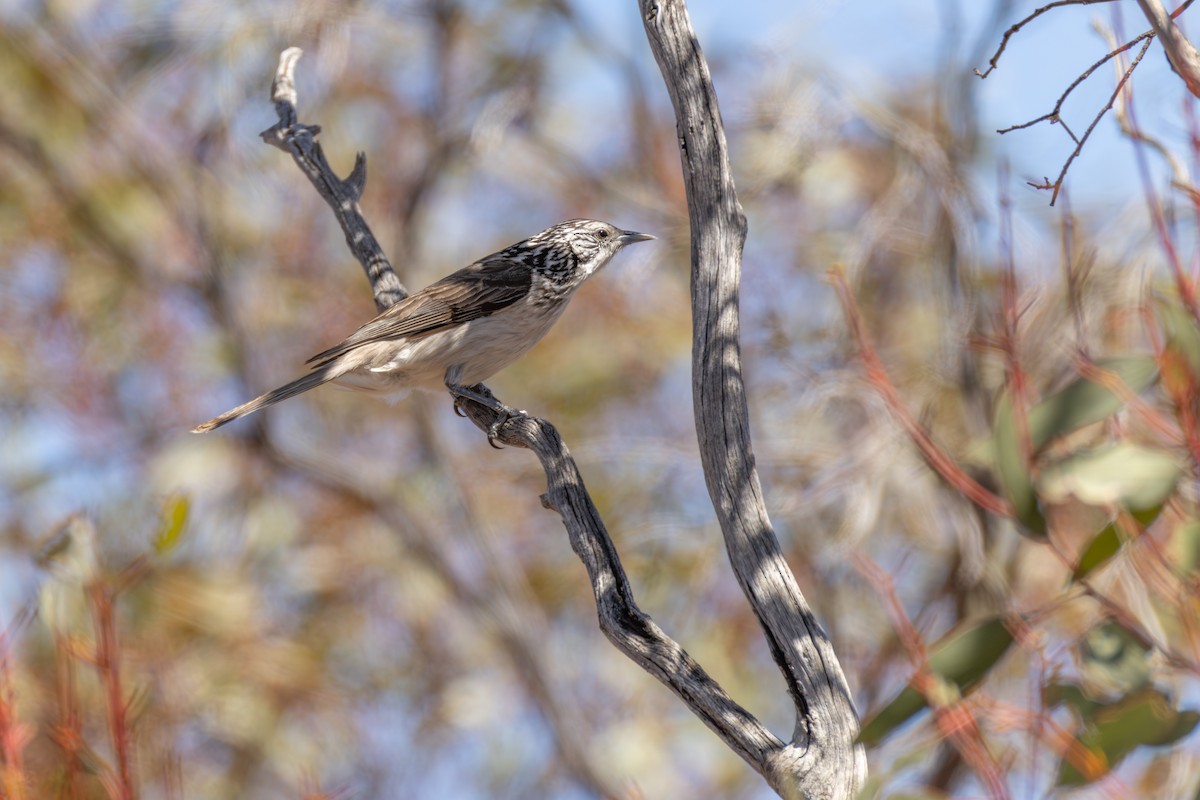 Striped Honeyeater - ML643449621