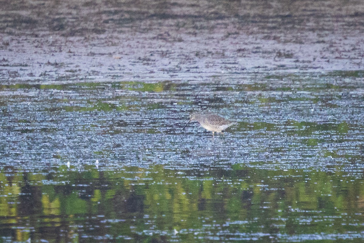 Short-billed/Long-billed Dowitcher - ML643449632