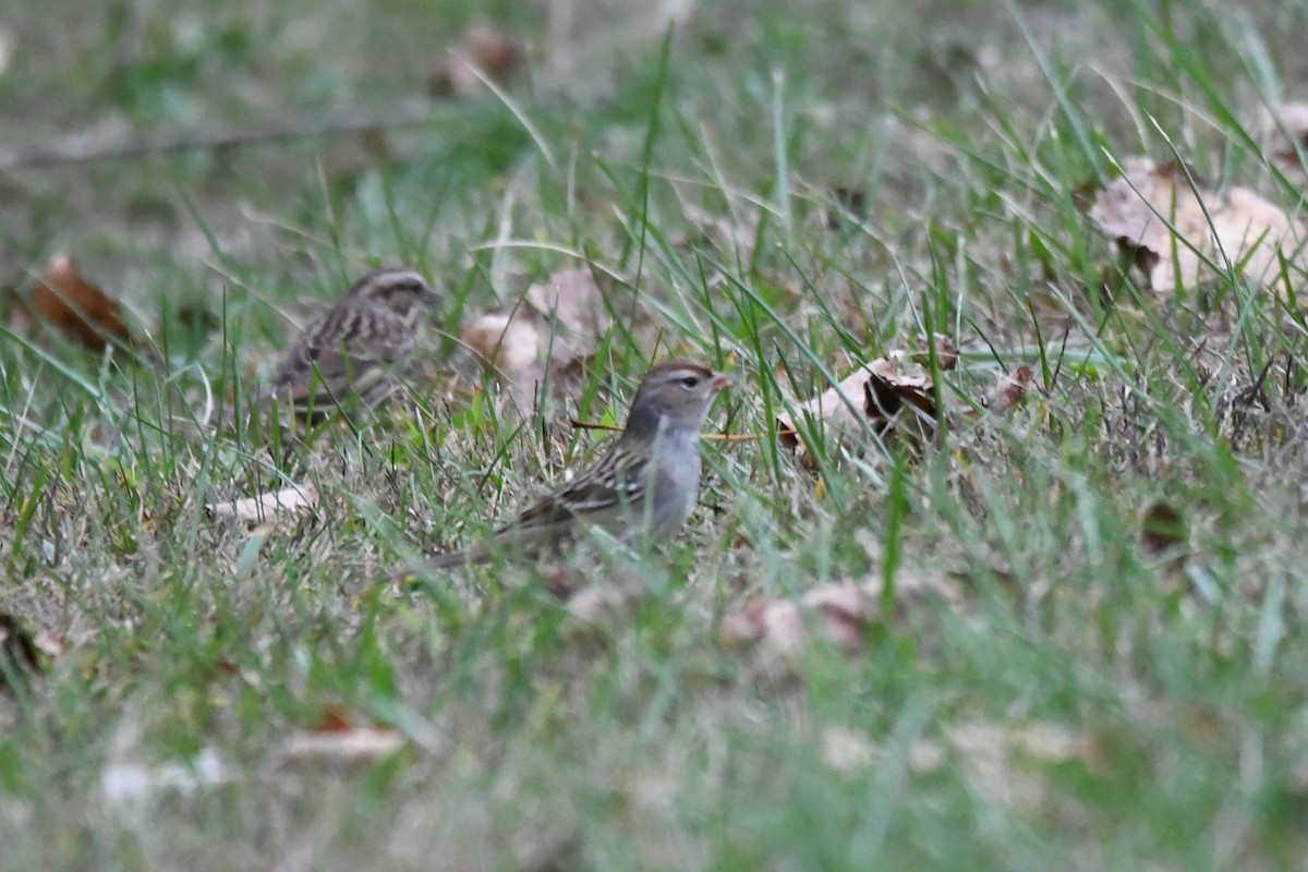 White-crowned Sparrow - ML643449640