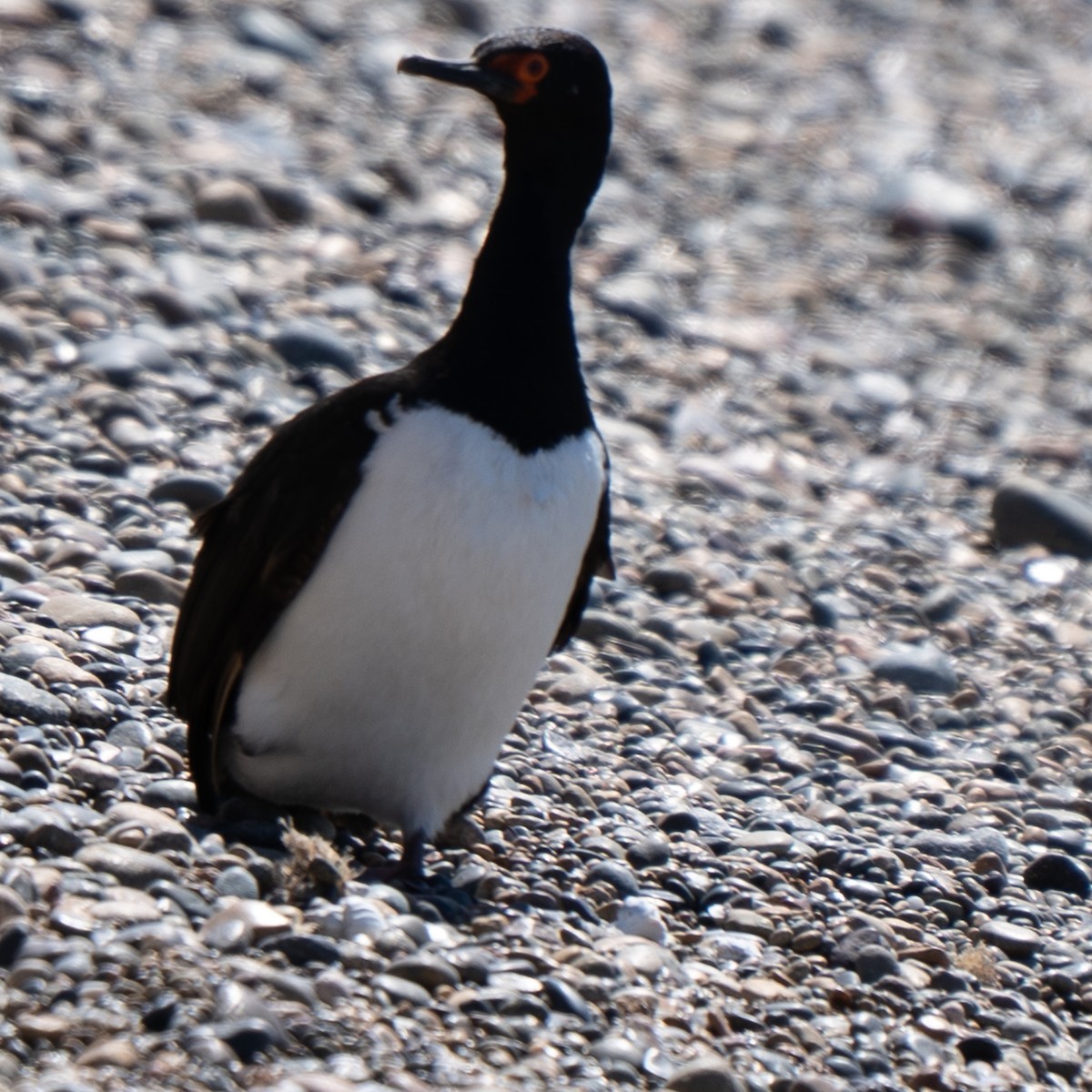 Magellanic Cormorant - ML643449642