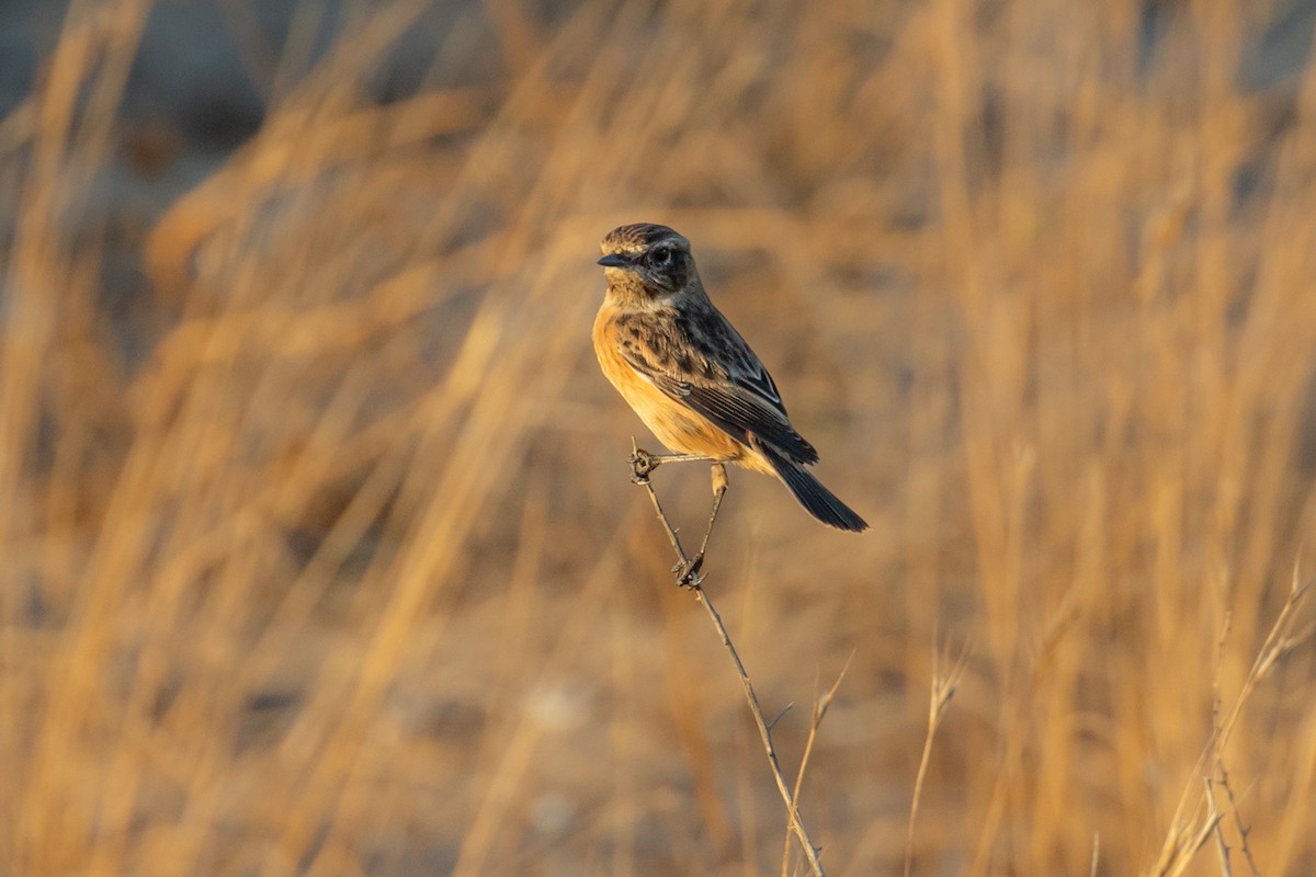 European Stonechat - ML643449643