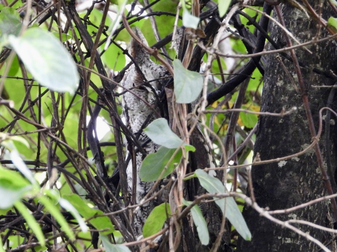 Eastern Screech-Owl - ML643449650