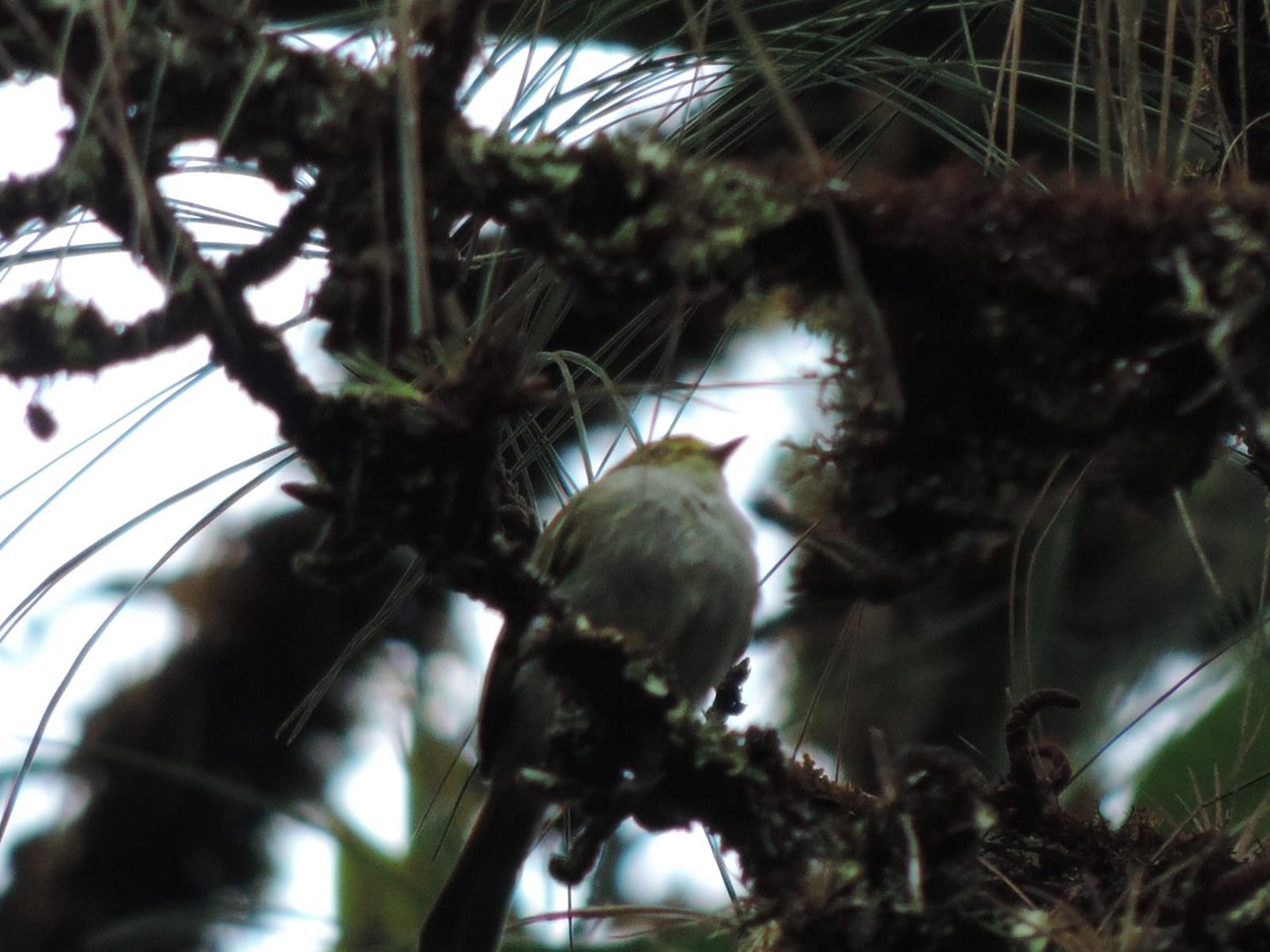 Golden-faced Tyrannulet - ML643449659