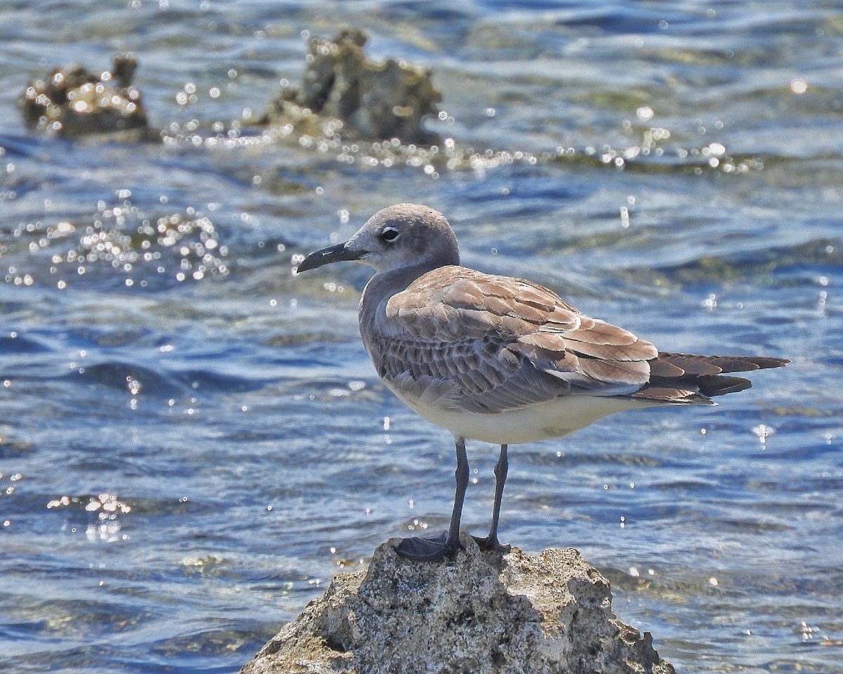 Laughing Gull - ML643449665