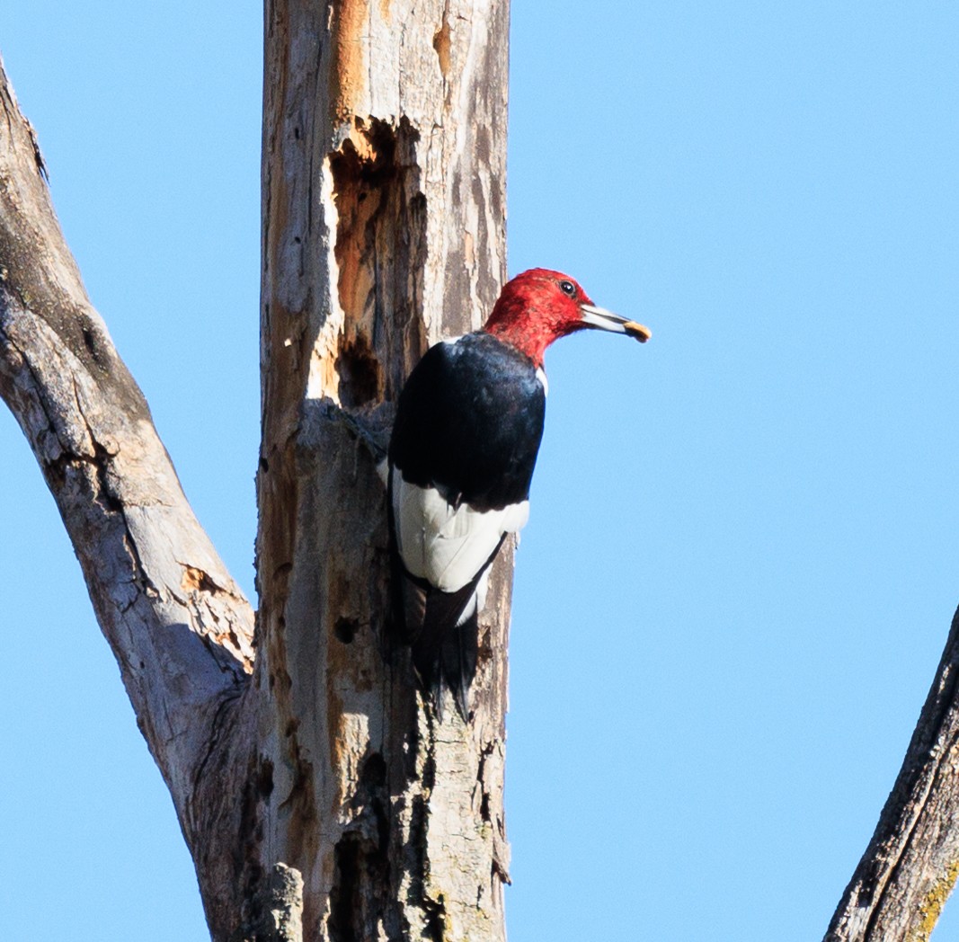 Red-headed Woodpecker - ML643449674