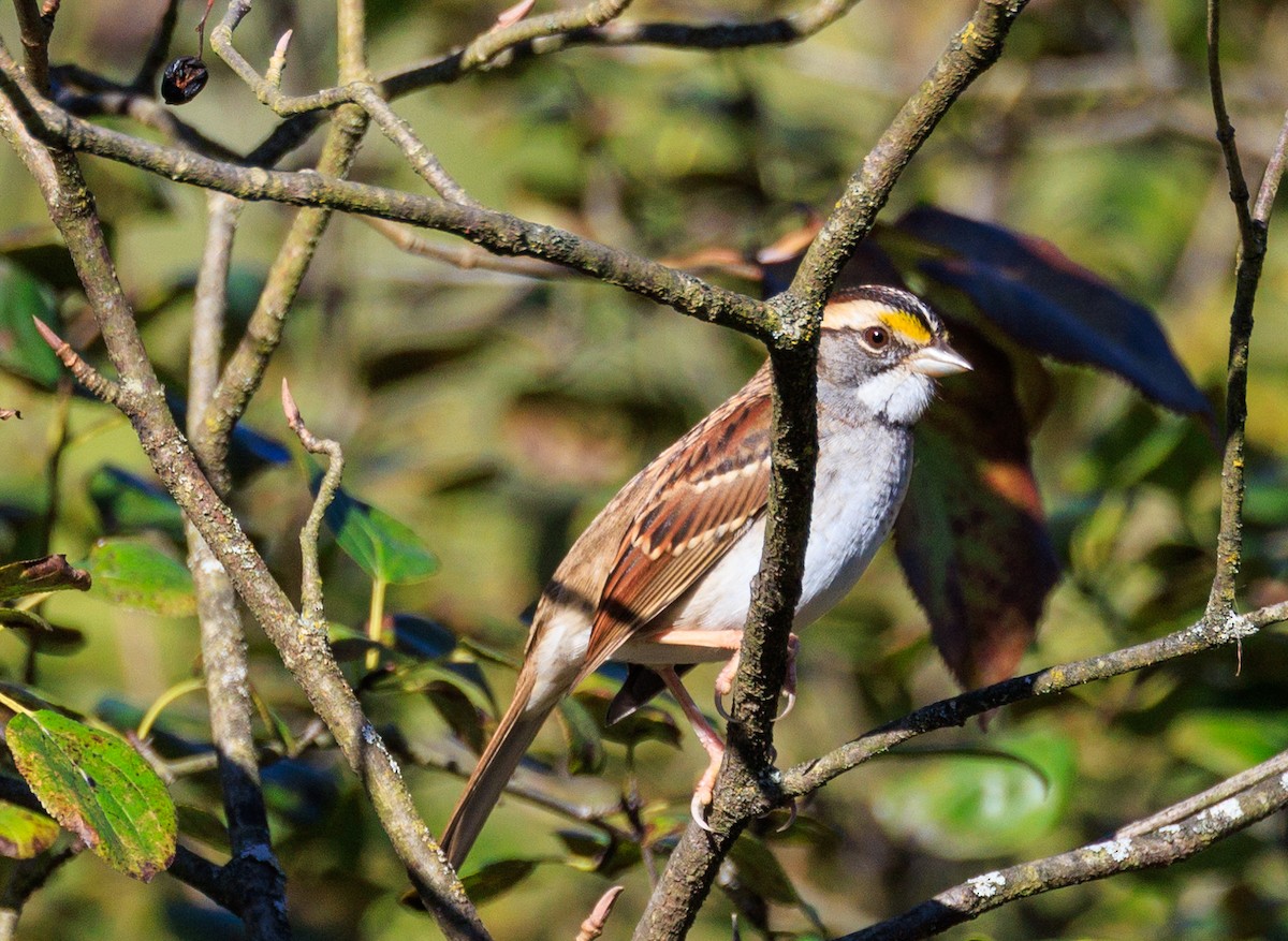 White-throated Sparrow - ML643449680