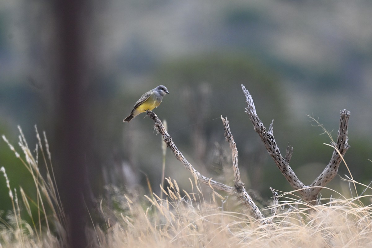 Cassin's Kingbird - ML643449703