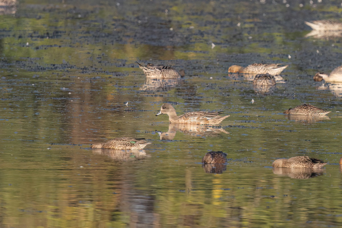 American Wigeon - ML643449704