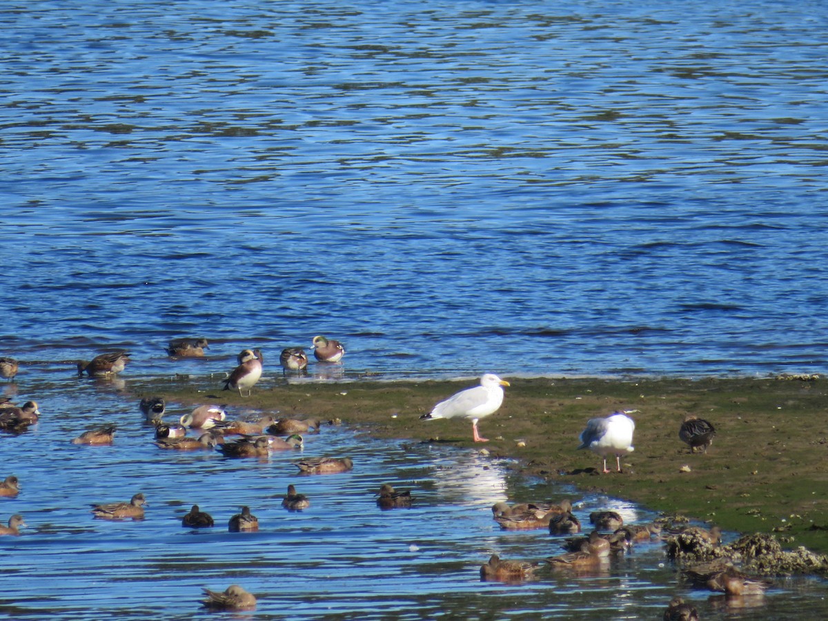 American Herring Gull - ML643449710