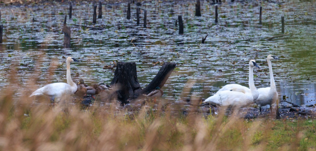 Trumpeter Swan - ML643449732