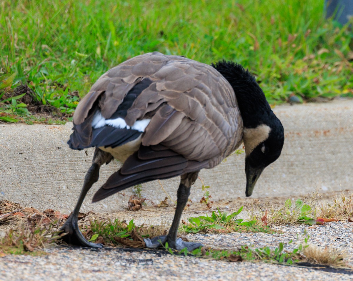 Canada Goose - ML643449734