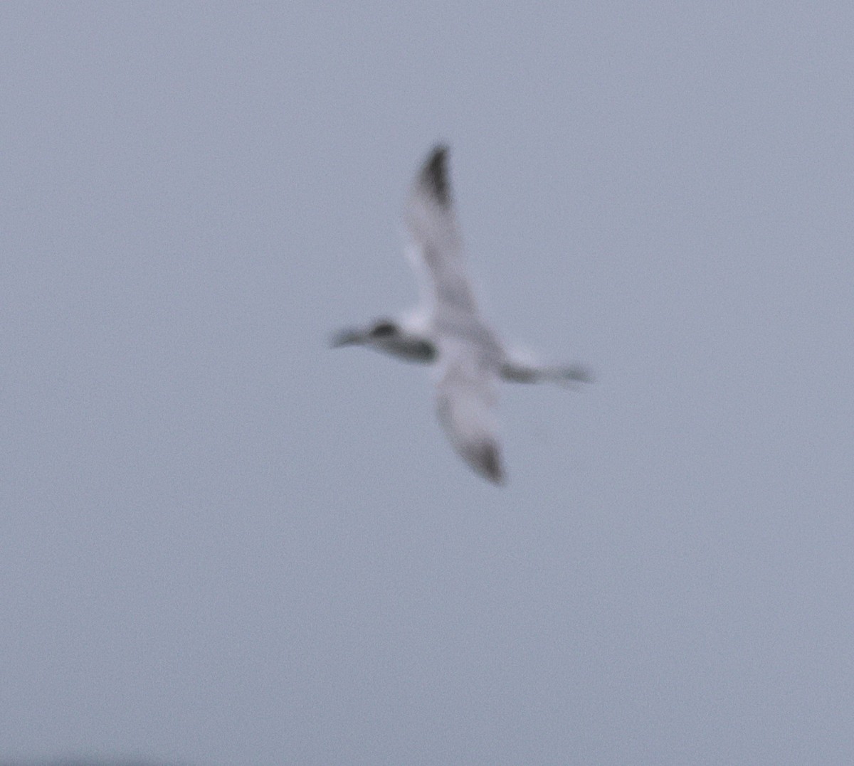 Forster's Tern - ML643449735