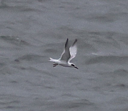 Forster's Tern - ML643449736