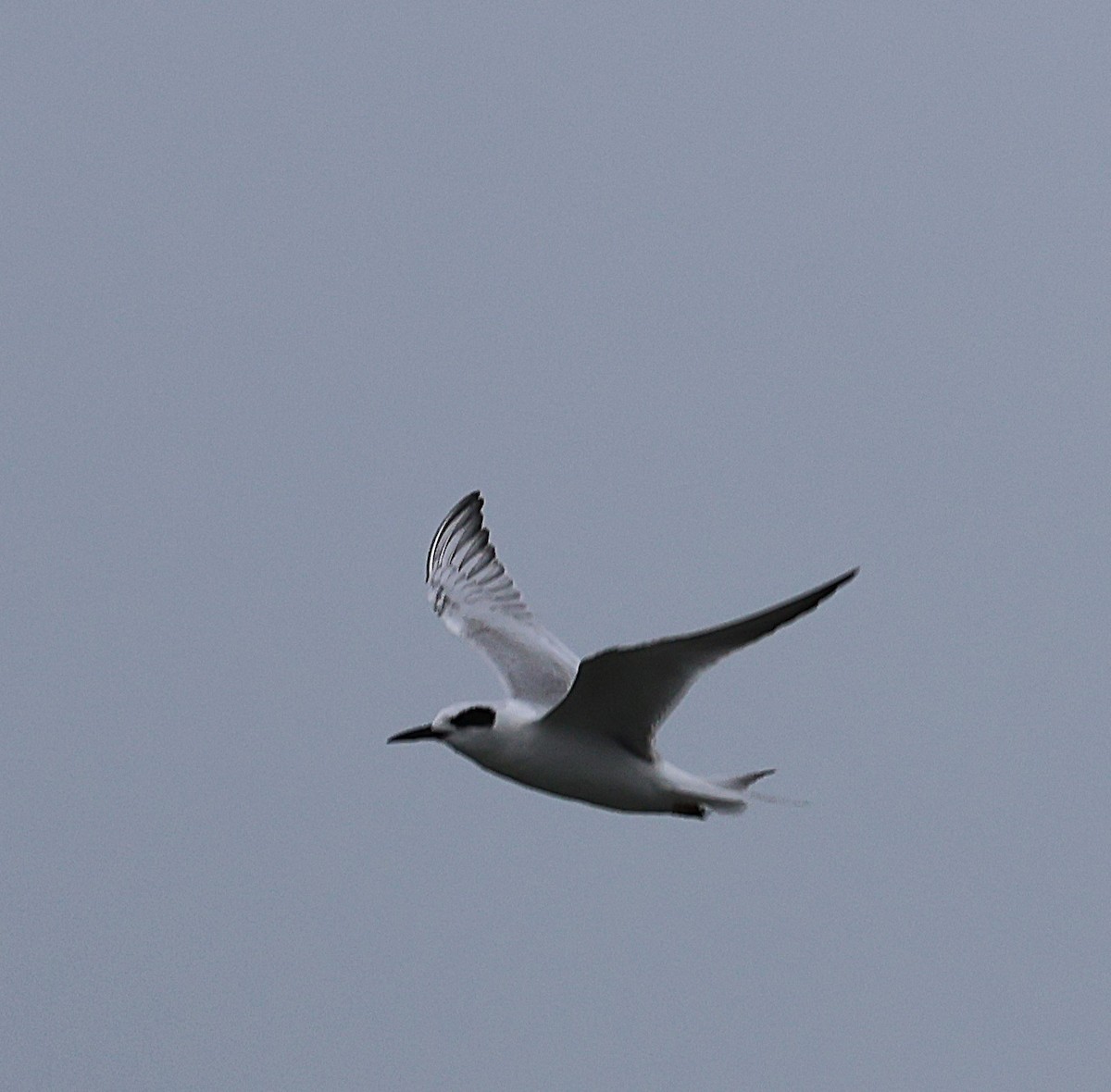 Forster's Tern - ML643449737
