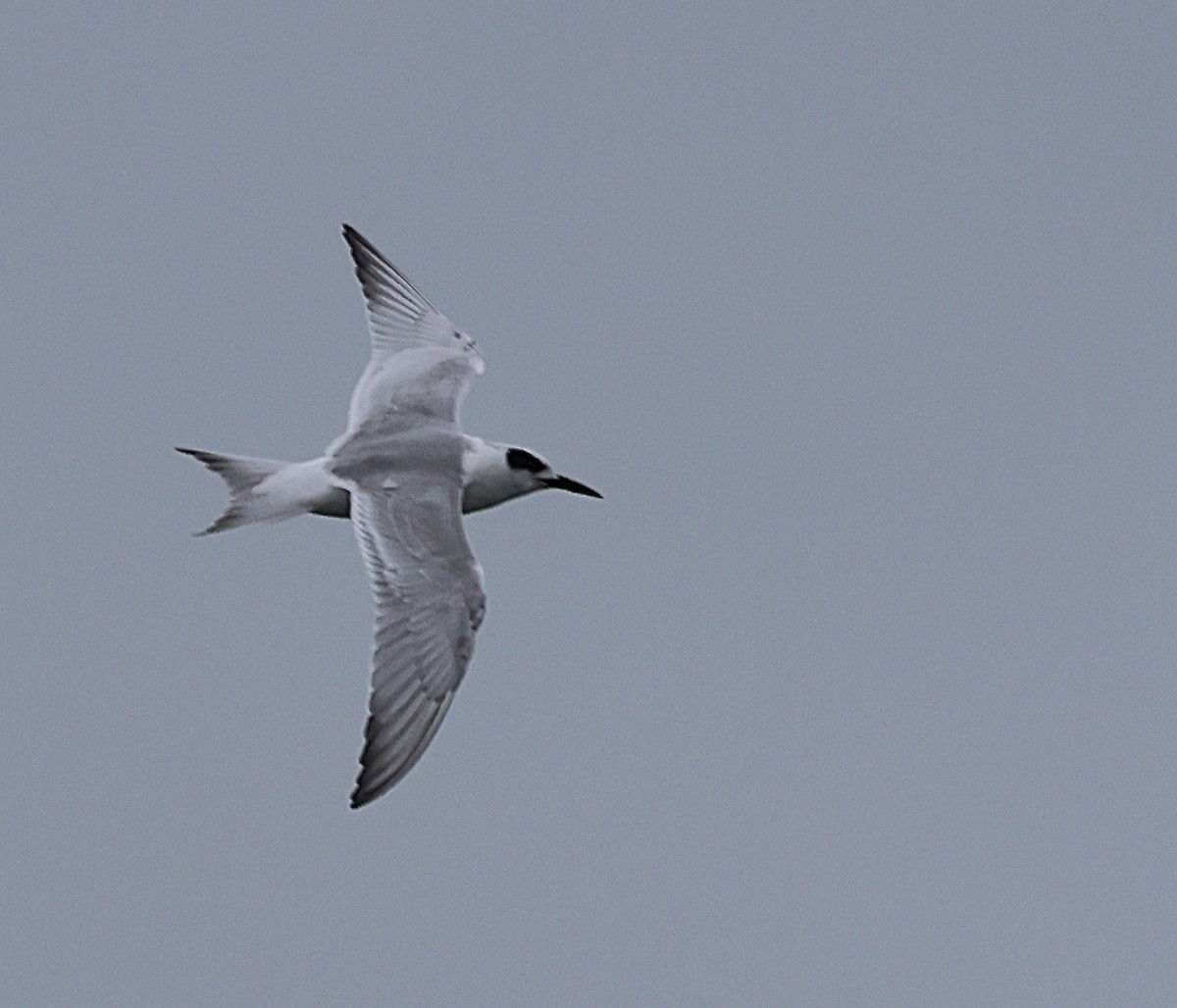 Forster's Tern - ML643449738