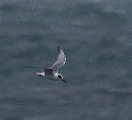 Forster's Tern - ML643449739