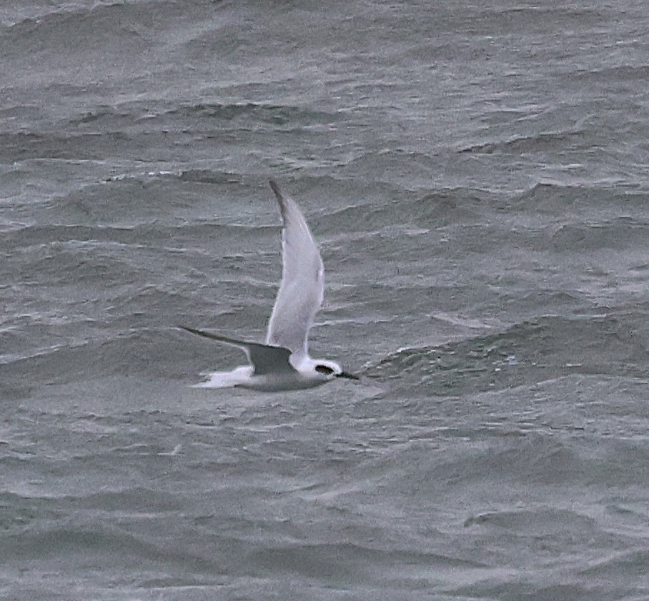 Forster's Tern - ML643449740