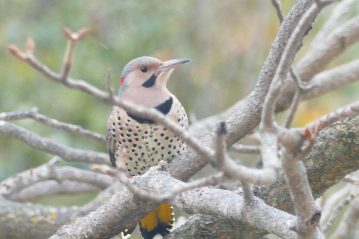 Northern Flicker (Yellow-shafted) - ML643449742