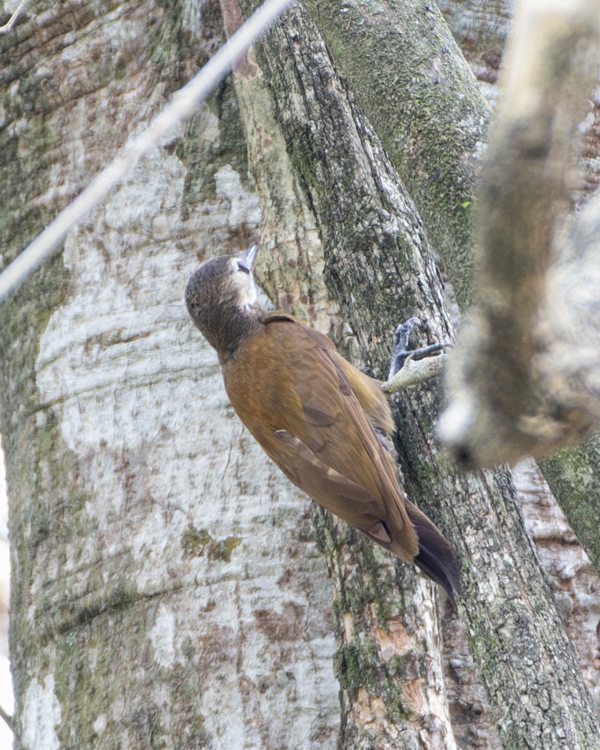 Smoky-brown Woodpecker - ML643449753