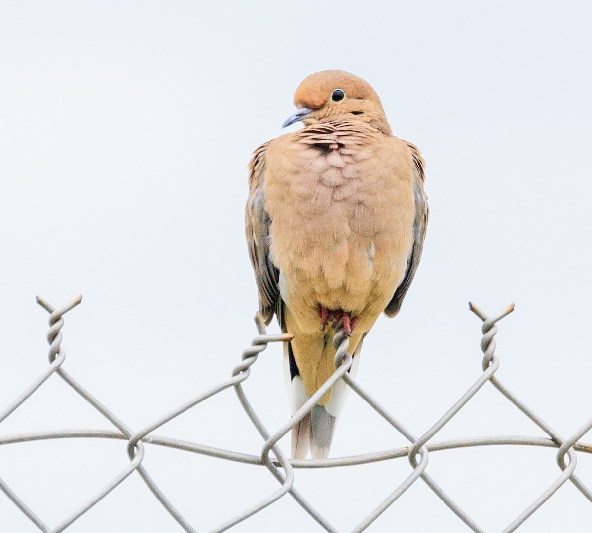 Mourning Dove - ML643449756